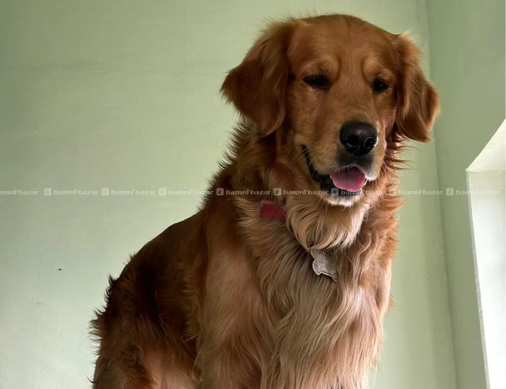 Stud Service Orginal Golden Retriver For Breeding 3