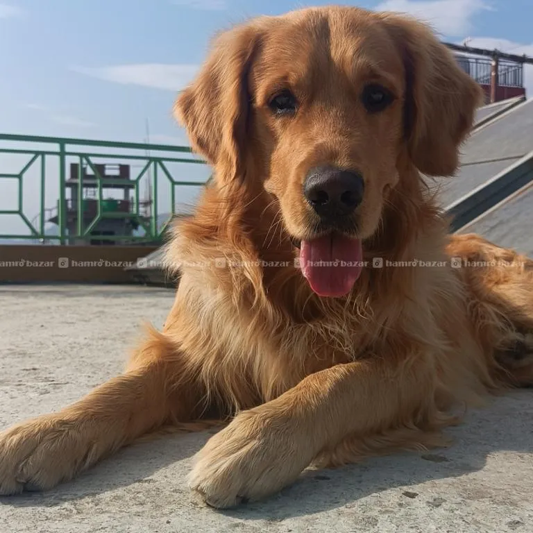 Stud Service Orginal Golden Retriver For Breeding 4