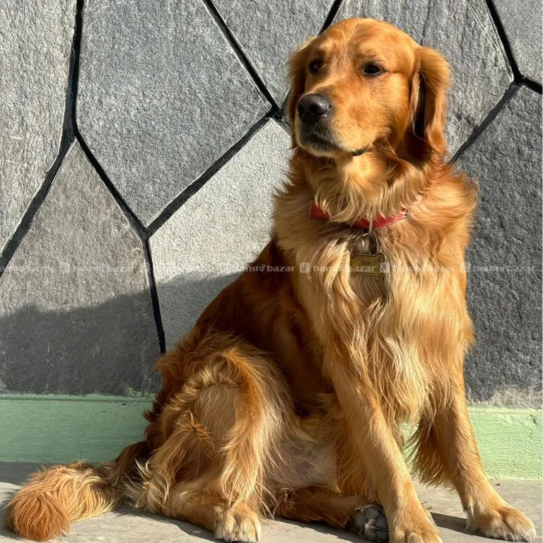Stud Service Orginal Golden Retriver For Breeding 2