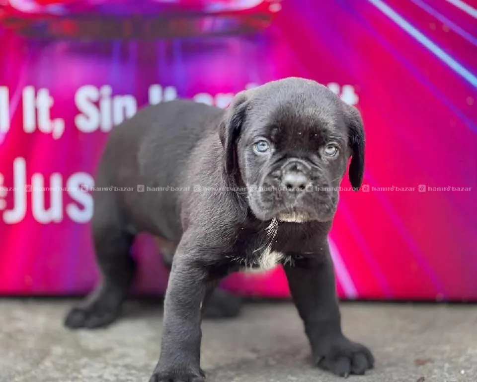 Cane Corso 1