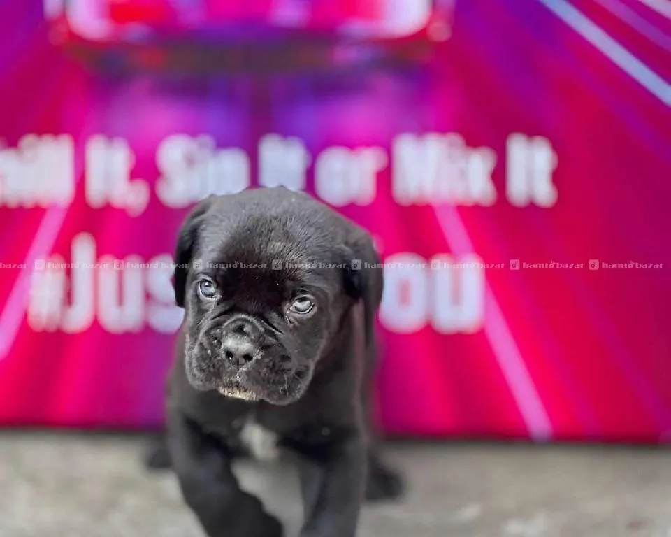 Cane Corso 2