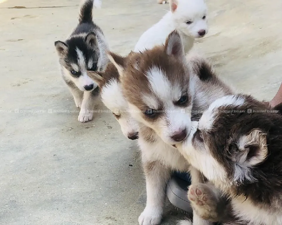 husky 14999 2