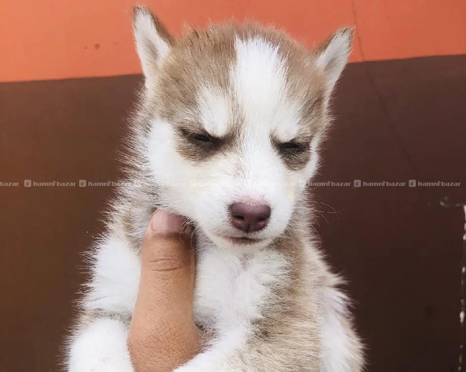 husky 14999 3