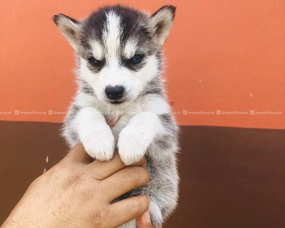 husky 14999 1
