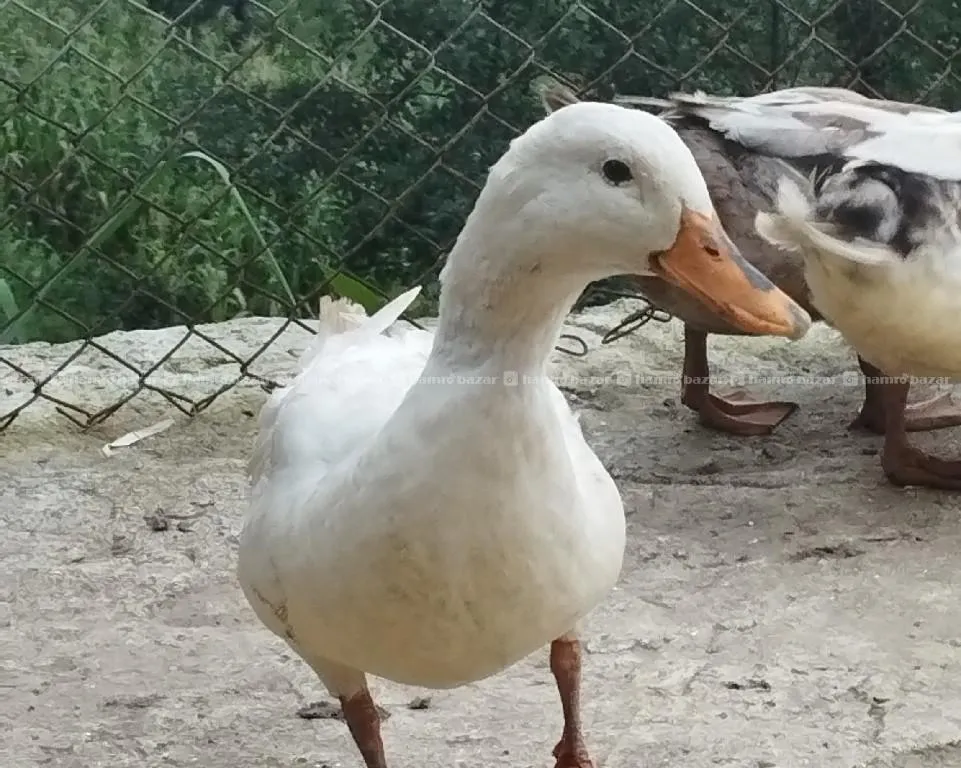 duck male sale 2