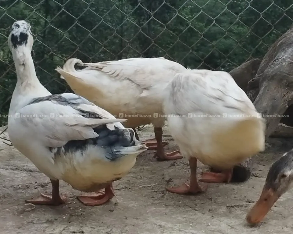 duck male sale 3