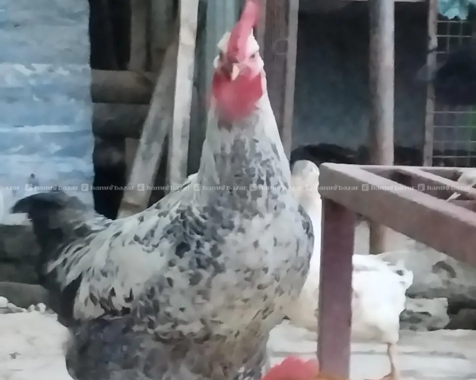 Giri raj Bhaley 2