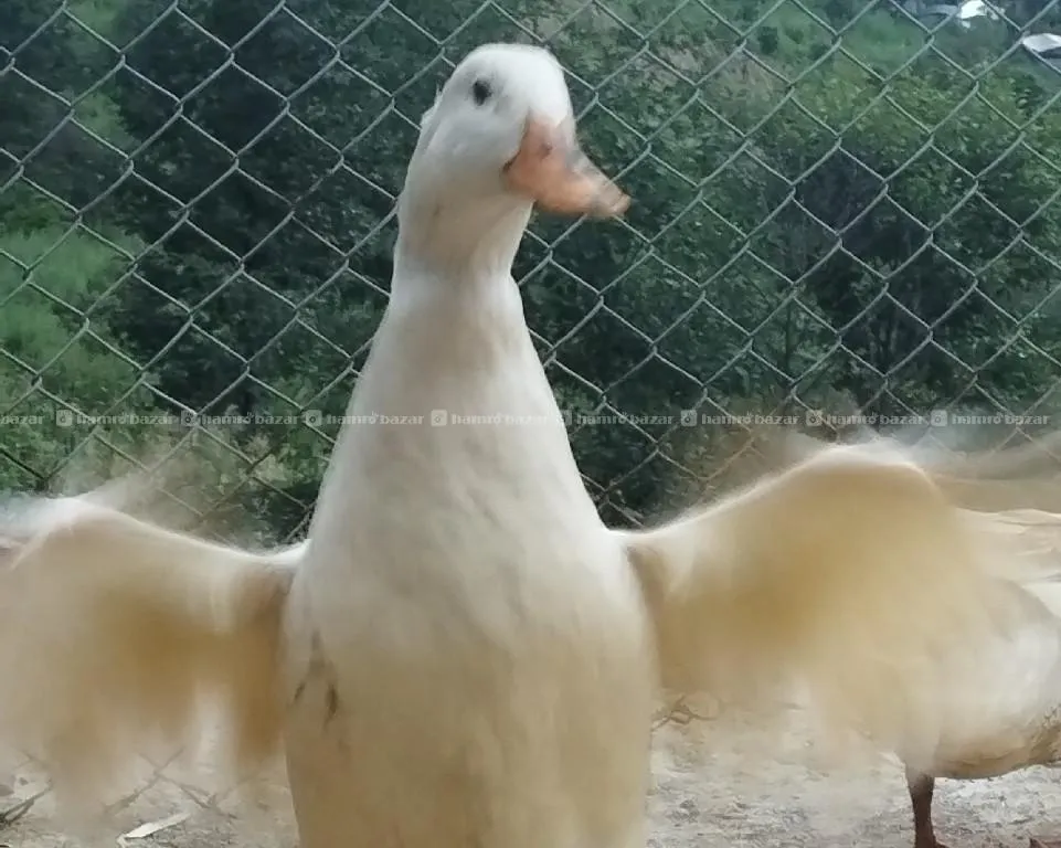 duck male sale 4