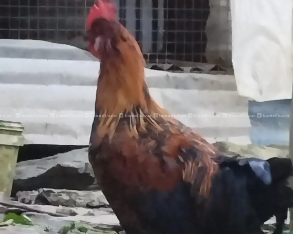 local hen 2500/- sale 2