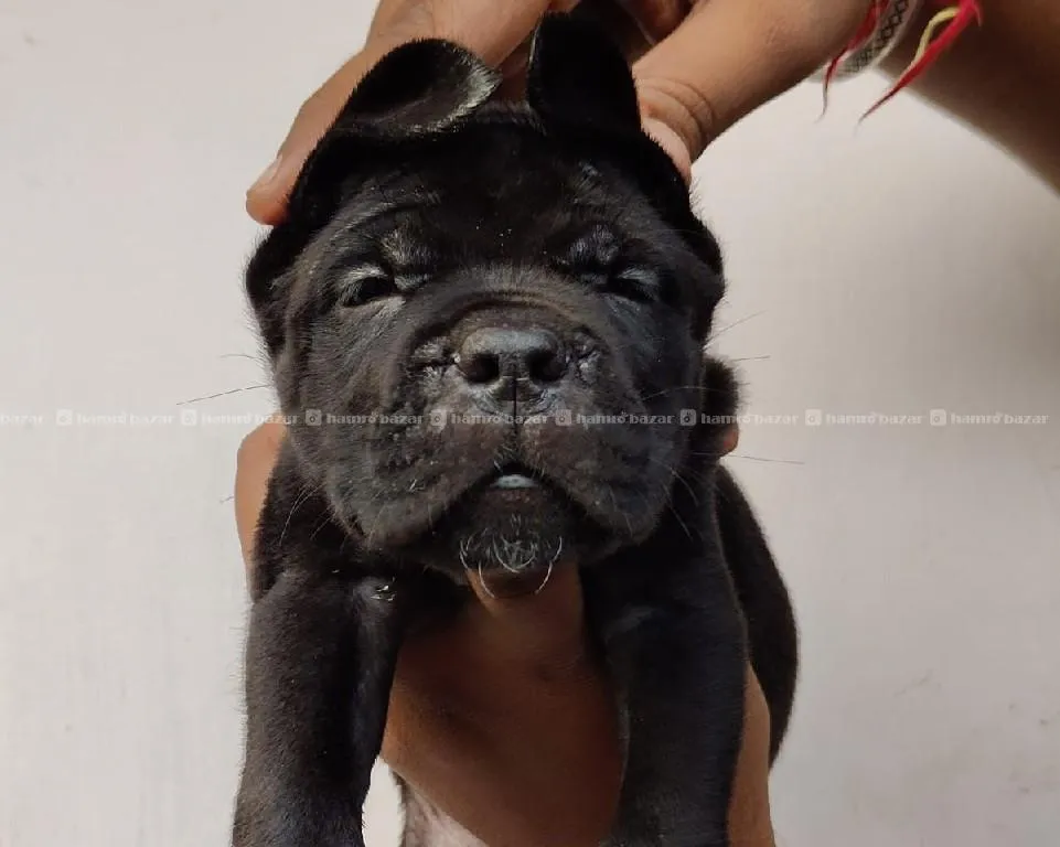 cane corso 1