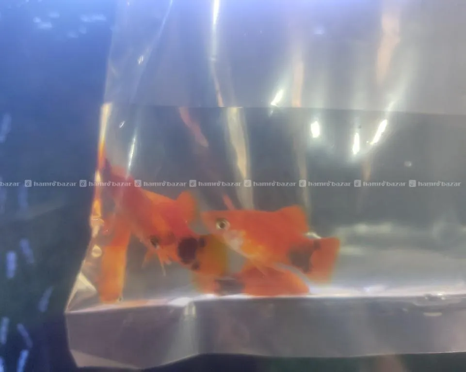 Micky Mouse Platy Fish 2
