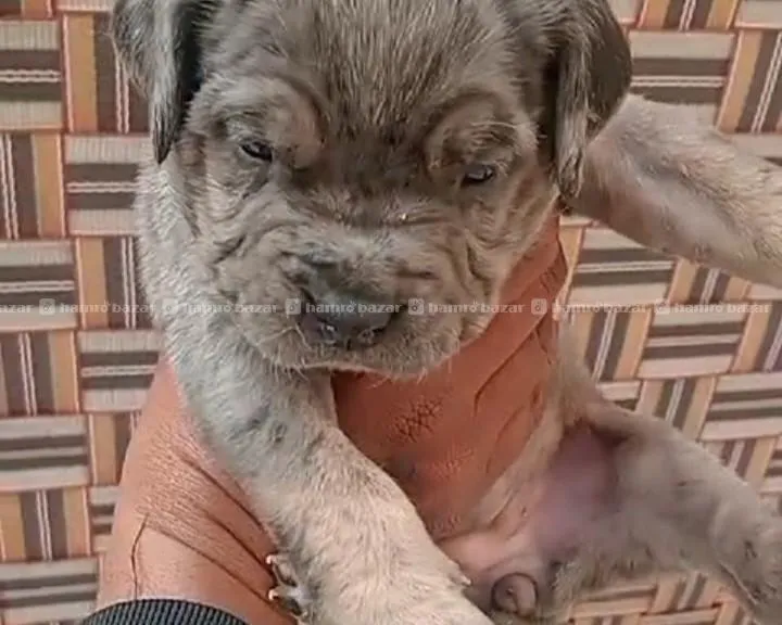 cane corso marley colour top quality puppy female 2