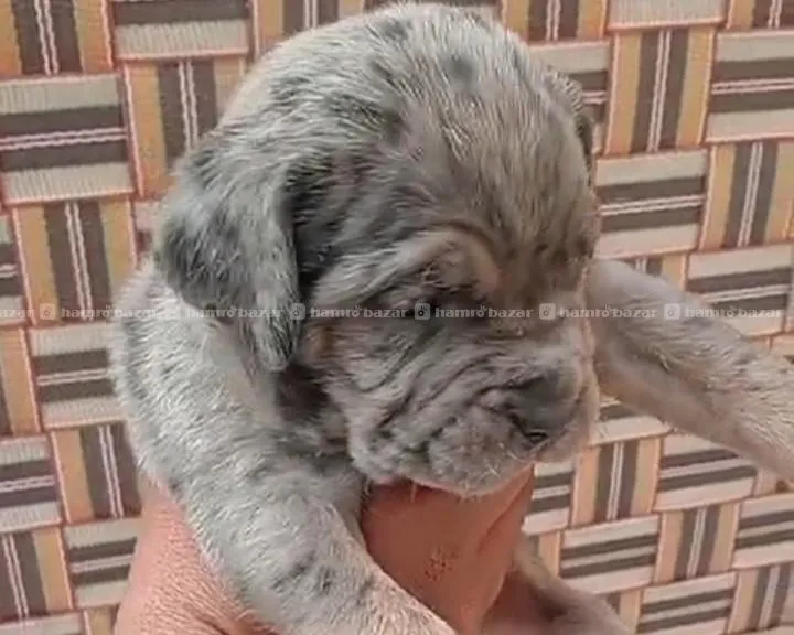 cane corso marley colour top quality puppy female 1
