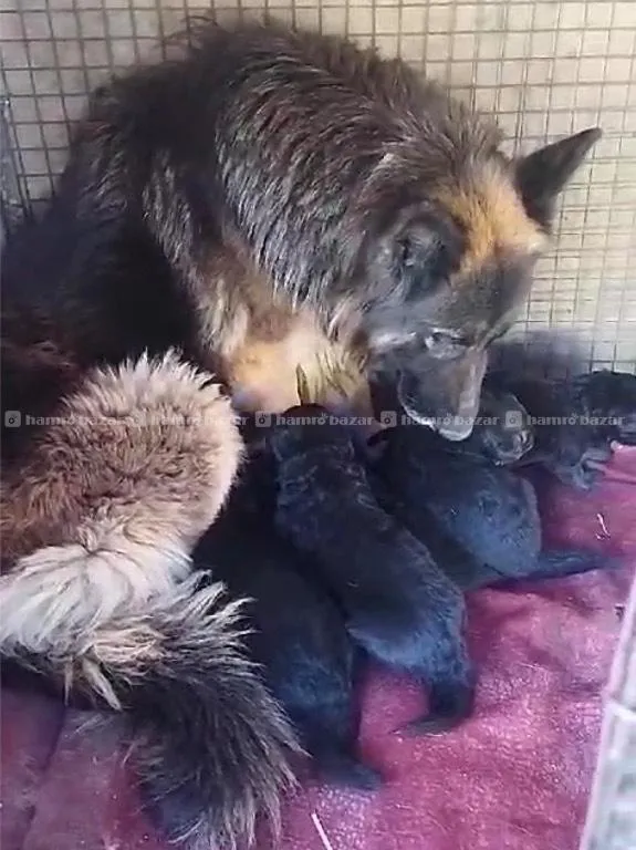 Double coated German Shepherd puppies