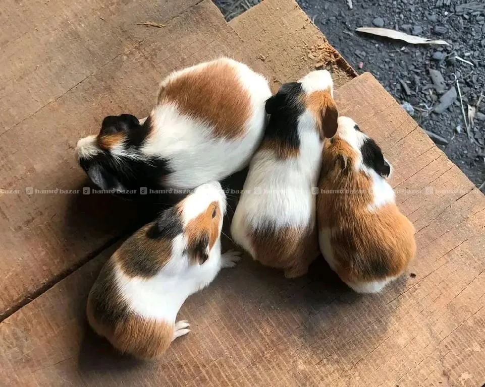 Guineapig  2