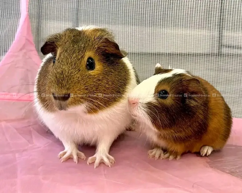 Guineapig  1