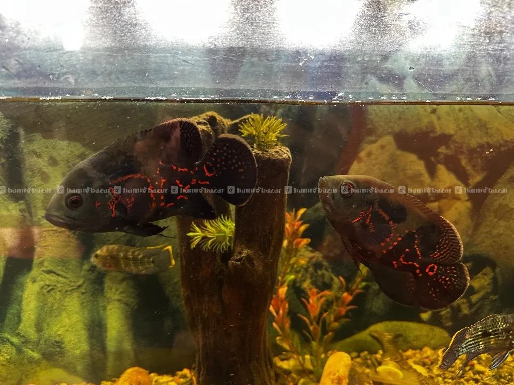 Oscar for Sale  2