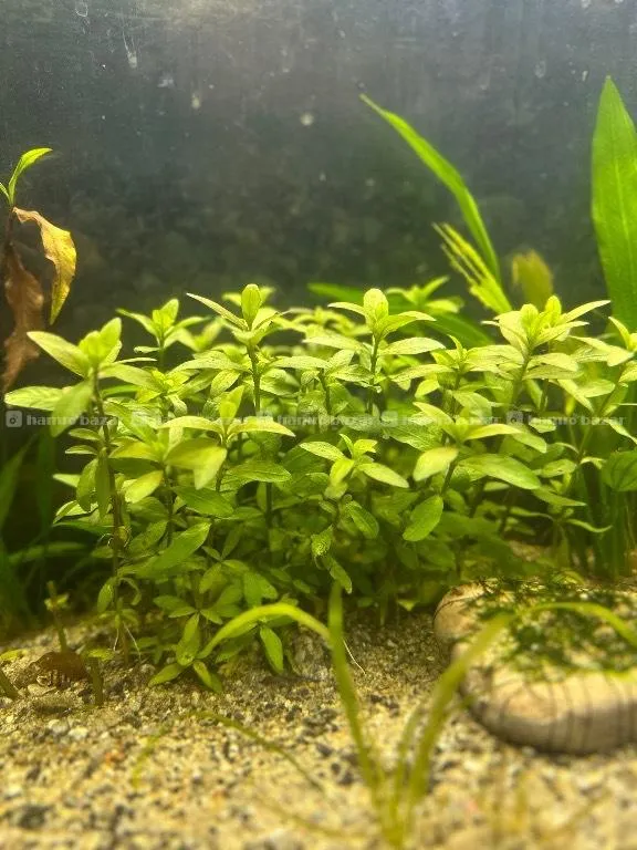 Aquatic Plants for sale  5