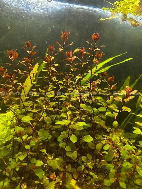 Aquatic Plants for sale  3
