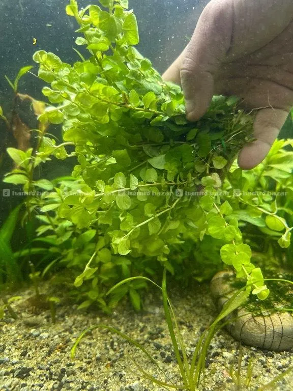 Aquatic Plants for sale  2