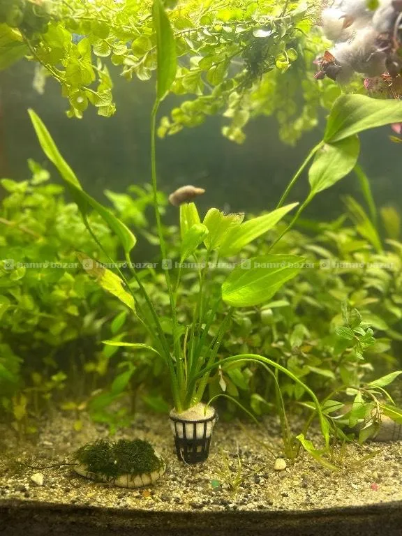 Aquatic Plants for sale  6