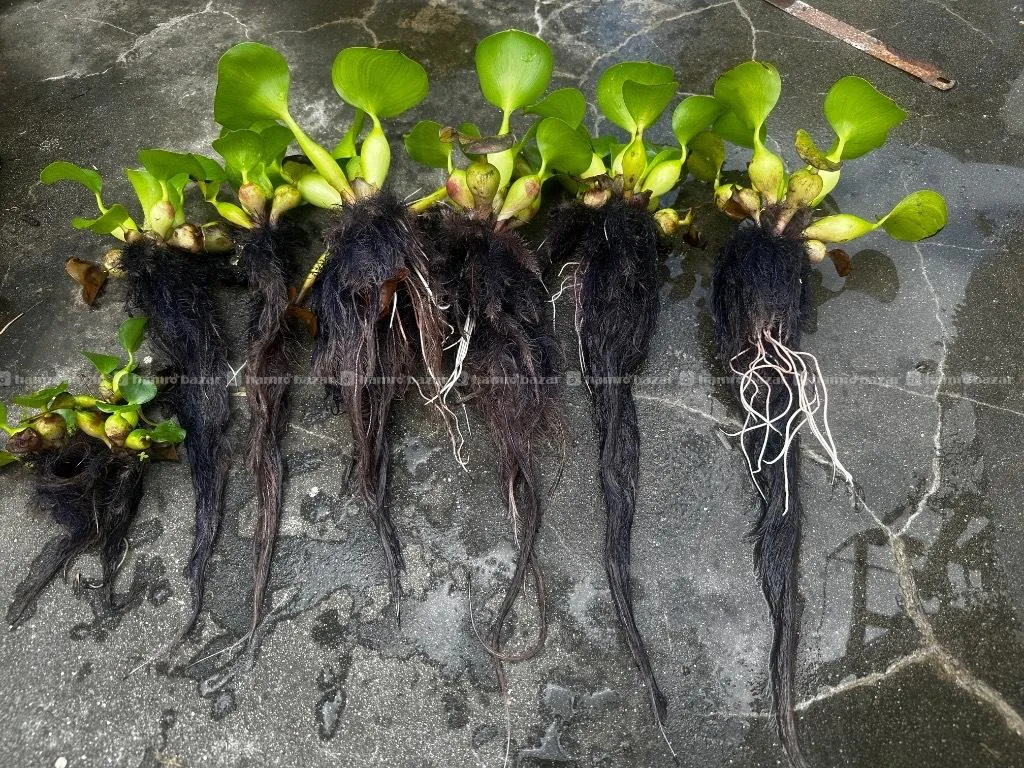 Floating Plant for Sale  3