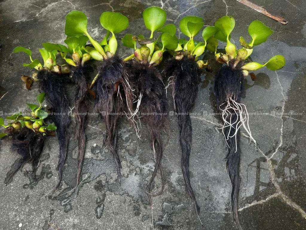 Floating Plant for Sale  2