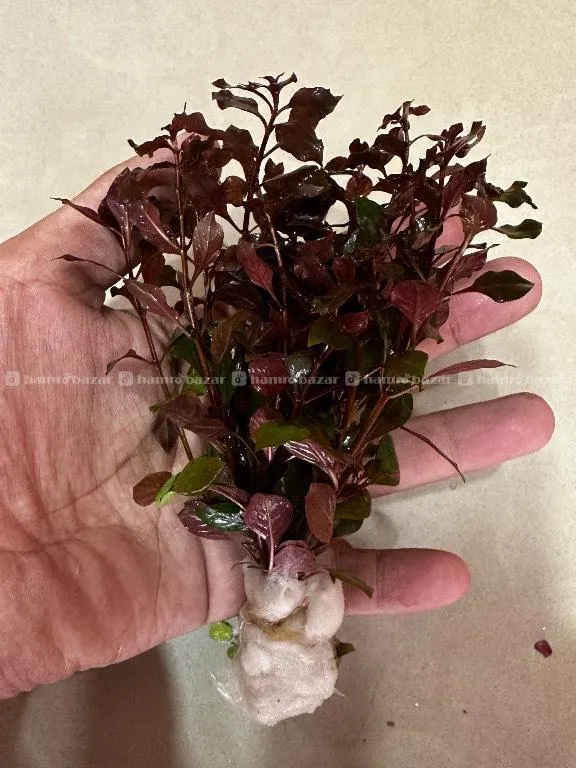 Aquatic Plants for sale  4