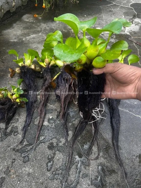 Floating Plant for Sale  4