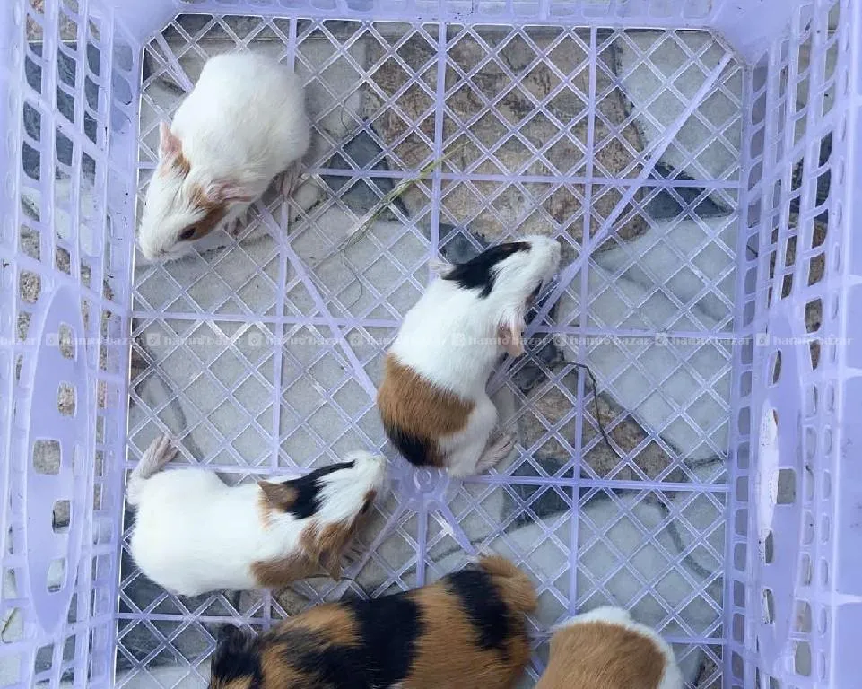 Guineapig 2