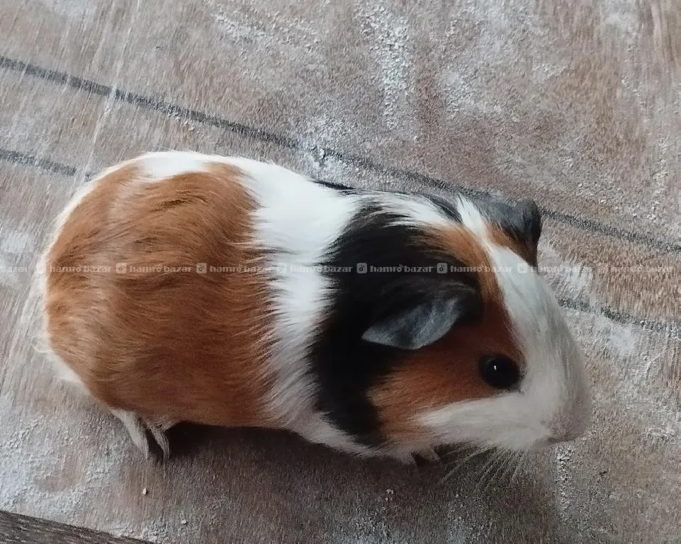 Guineapig 2