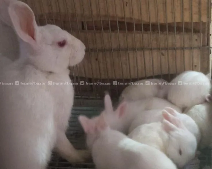 Fresh Rabbits for Pet and Meat Healthy/Affordable 3