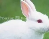 Fresh Rabbits for Pet and Meat Healthy/Affordable 4