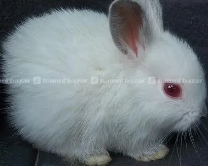 Fresh Rabbits for Pet and Meat Healthy/Affordable 2