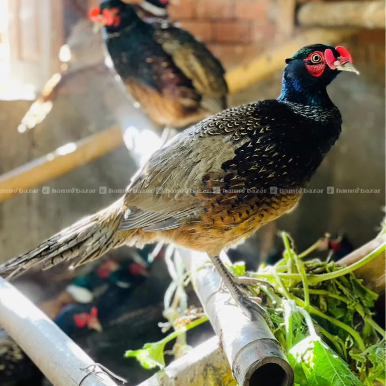 Kalij Male 5
