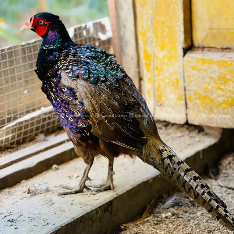 Kalij Male 18