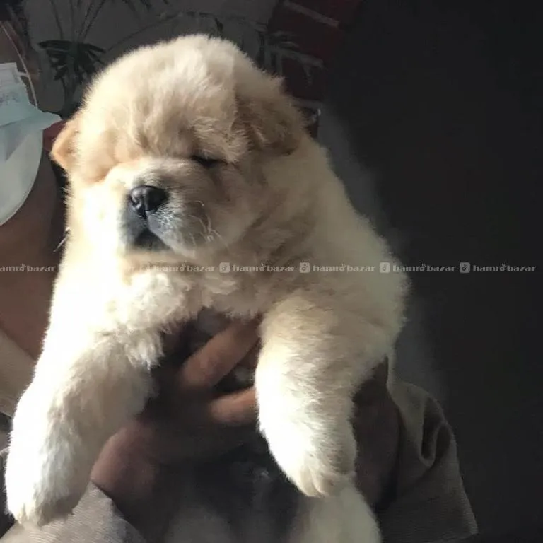 Chowchow Puppy Male Female Available 2