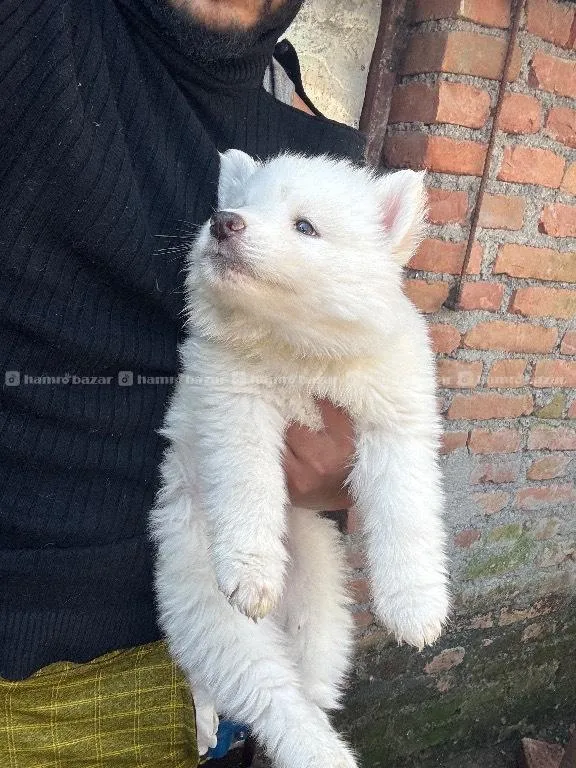 Pure white Husky Male 1