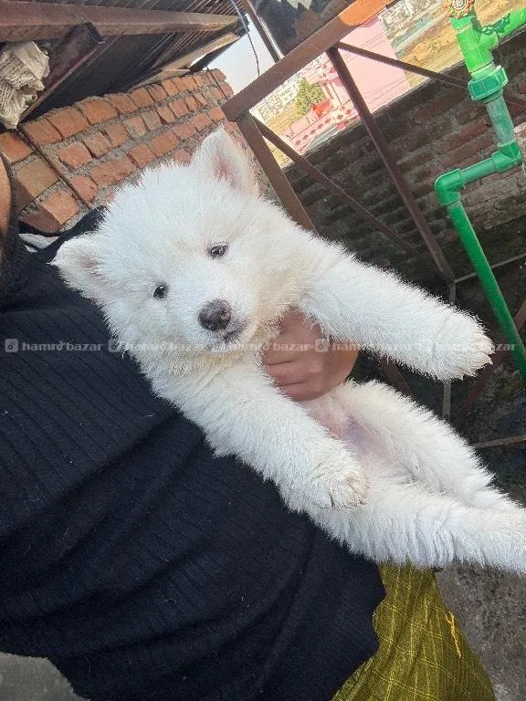 Pure white Husky Male 2