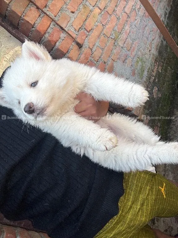 Pure white Husky Male 3