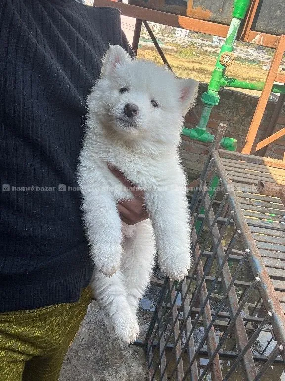 Pure white Husky Male 4