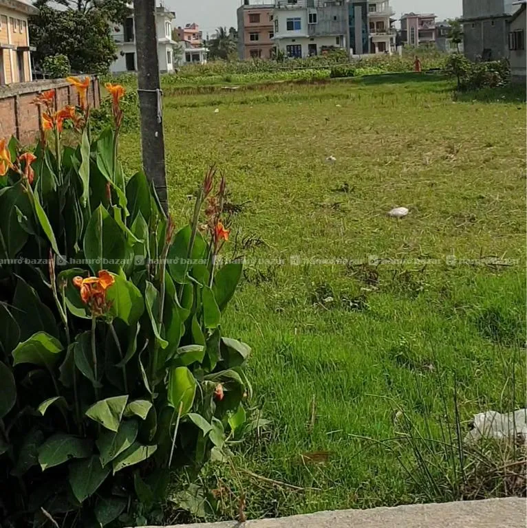20 Dhur Land On Sale In Itahari Near Bijuli Office