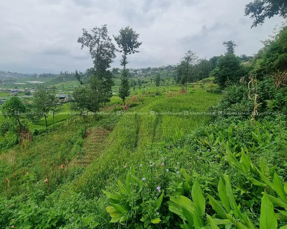 land sale at godawari nagarpalika thecho