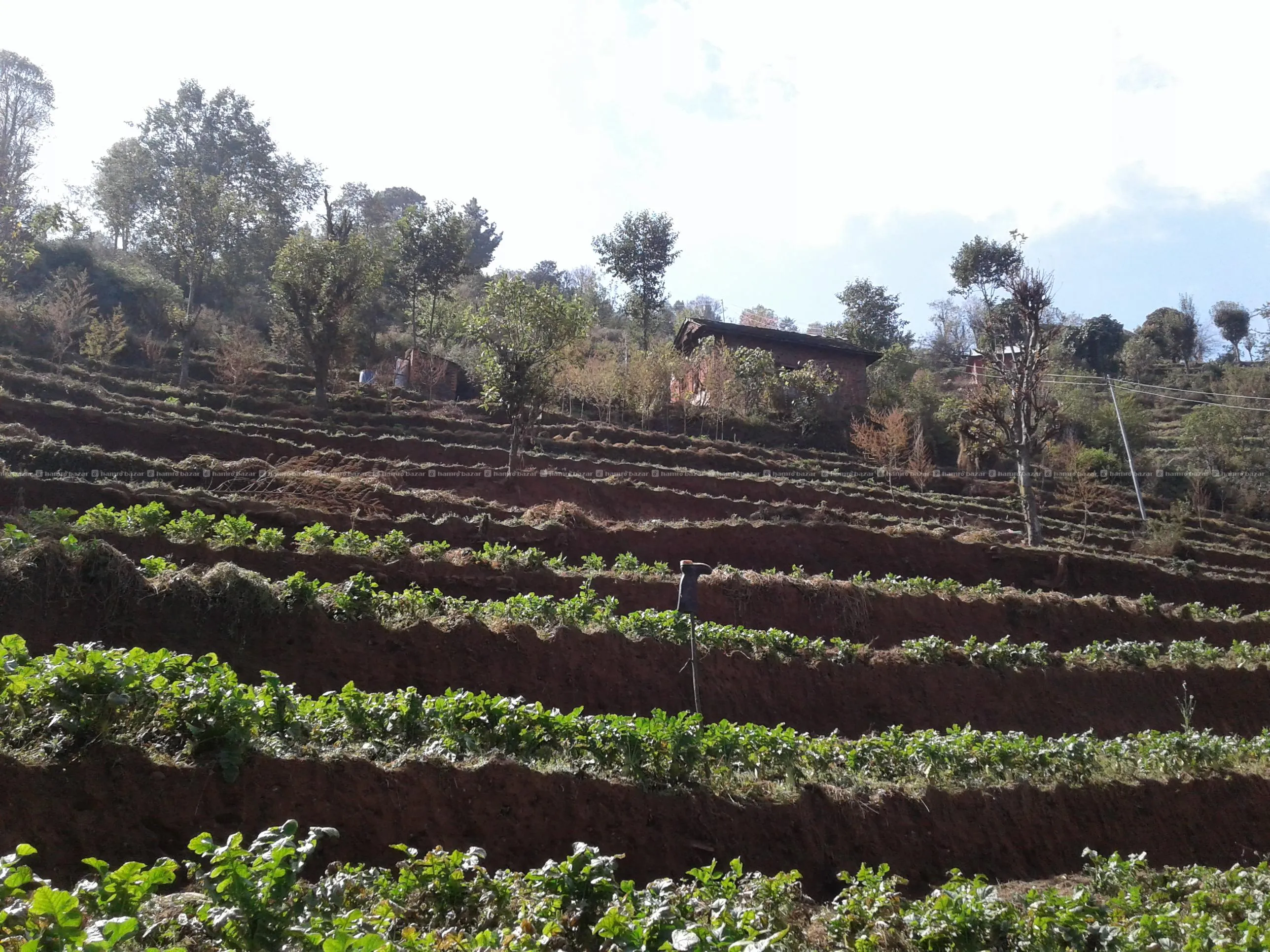 जग्गा बिक्री, रोपनीको ६ लाख मात्र