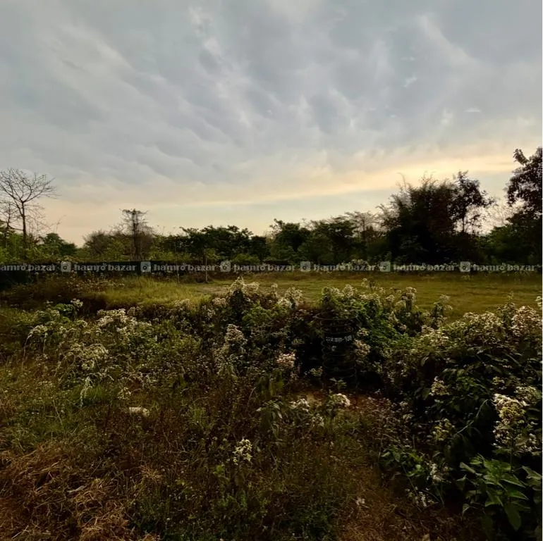 Land For Sale At Patihani Chitwan 4