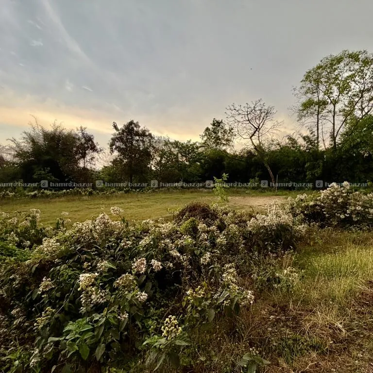 Land For Sale At Patihani Chitwan 3