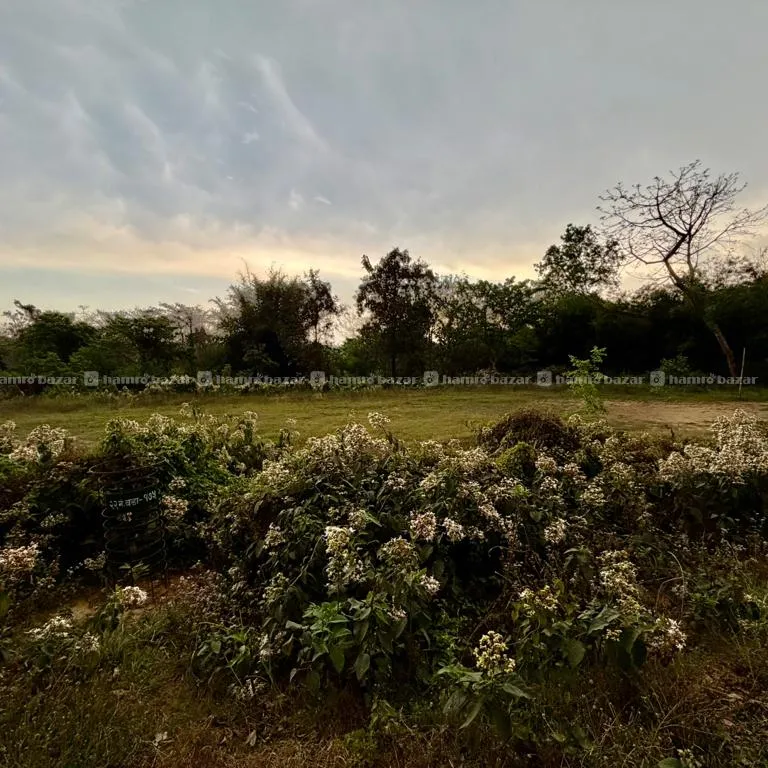 Land For Sale At Patihani Chitwan 1