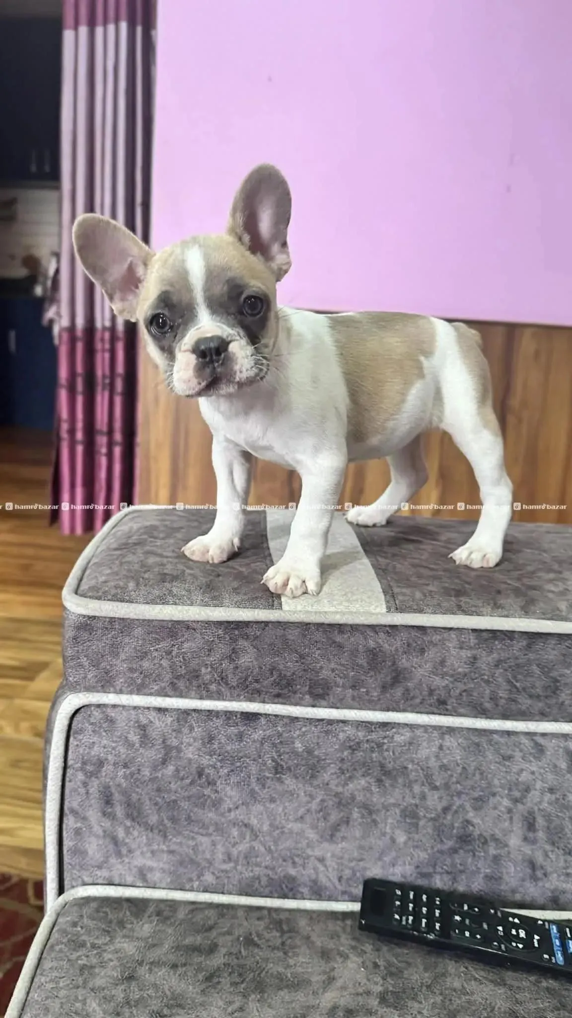 Adorable French Bulldog Female Puppy for Sale