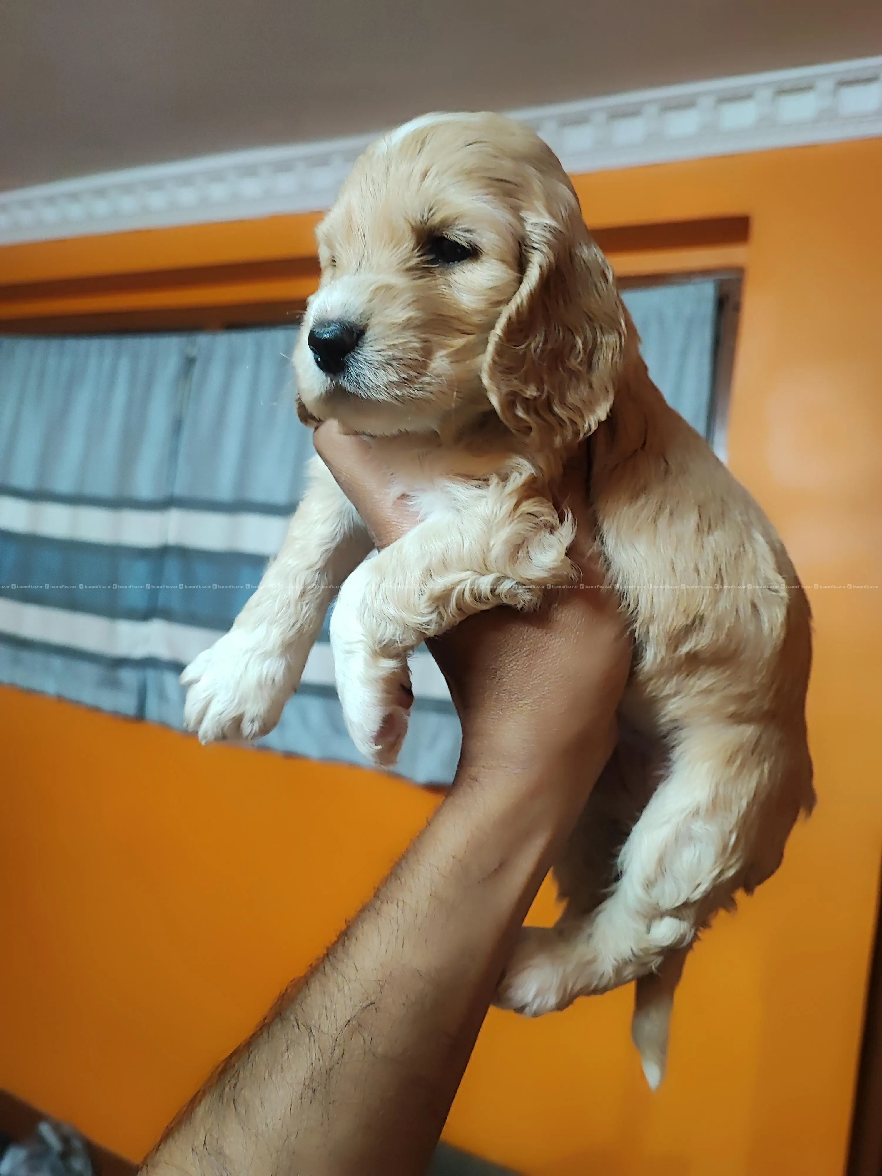 Cocker spaniel Female