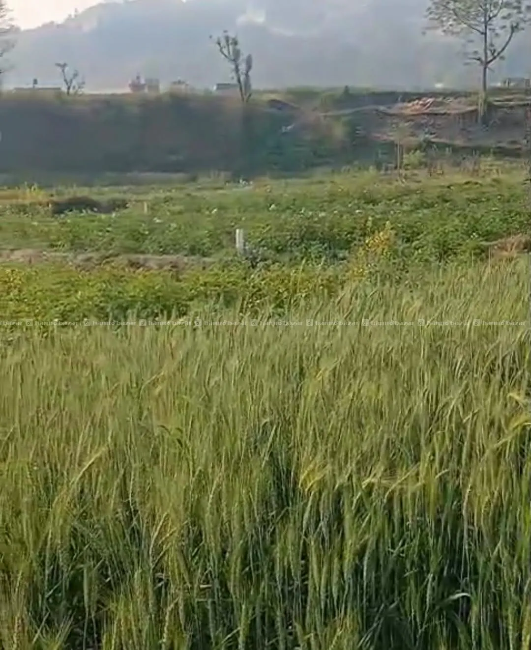 1-0-02-02 land on sale Sankhu Bazar